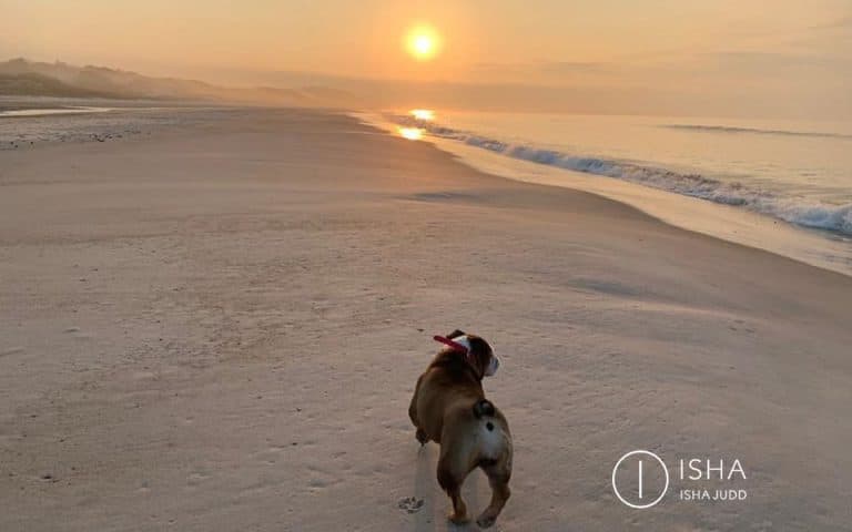 Los animales viven siempre en el aquí y ahora. Observarlos te enseña a atestiguar, a abrazar el momento tal cual es y a dejar de pelear con tu realidad.